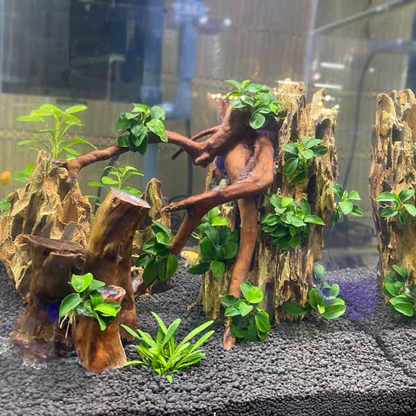 aquarium (10)