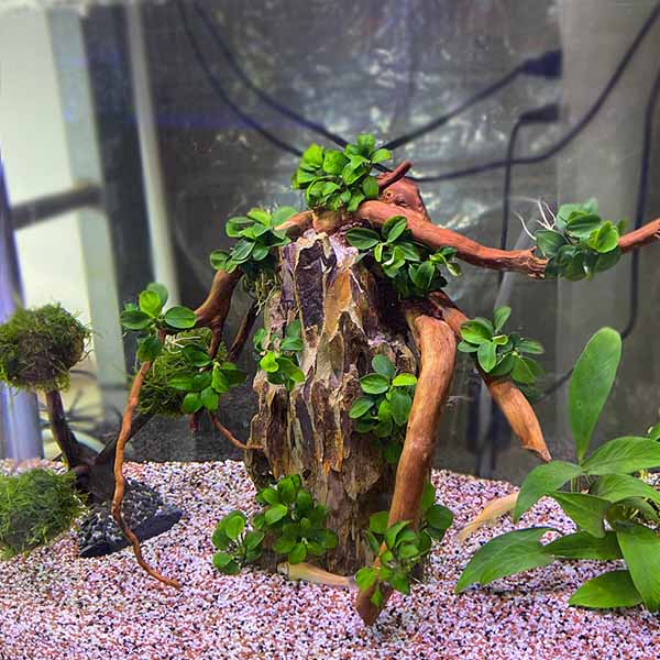 aquarium (12)