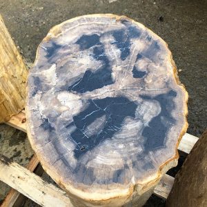 木化石-(5)